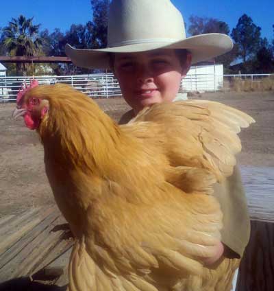 Buff Orpington