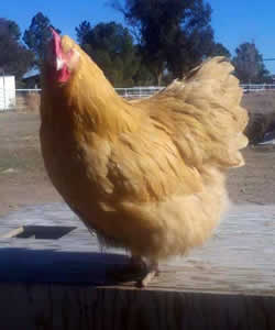 Buff Orp2