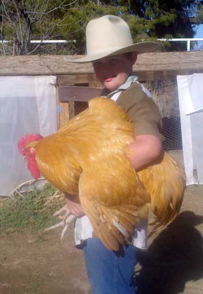 Buff Orp